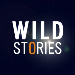 Wild Stories offers stunning wildlife films from TV and cinema, reports, and documentary series with topics related to animal behaviour, natural habitats and nature conservation. A big adventure for all animal and nature lovers.